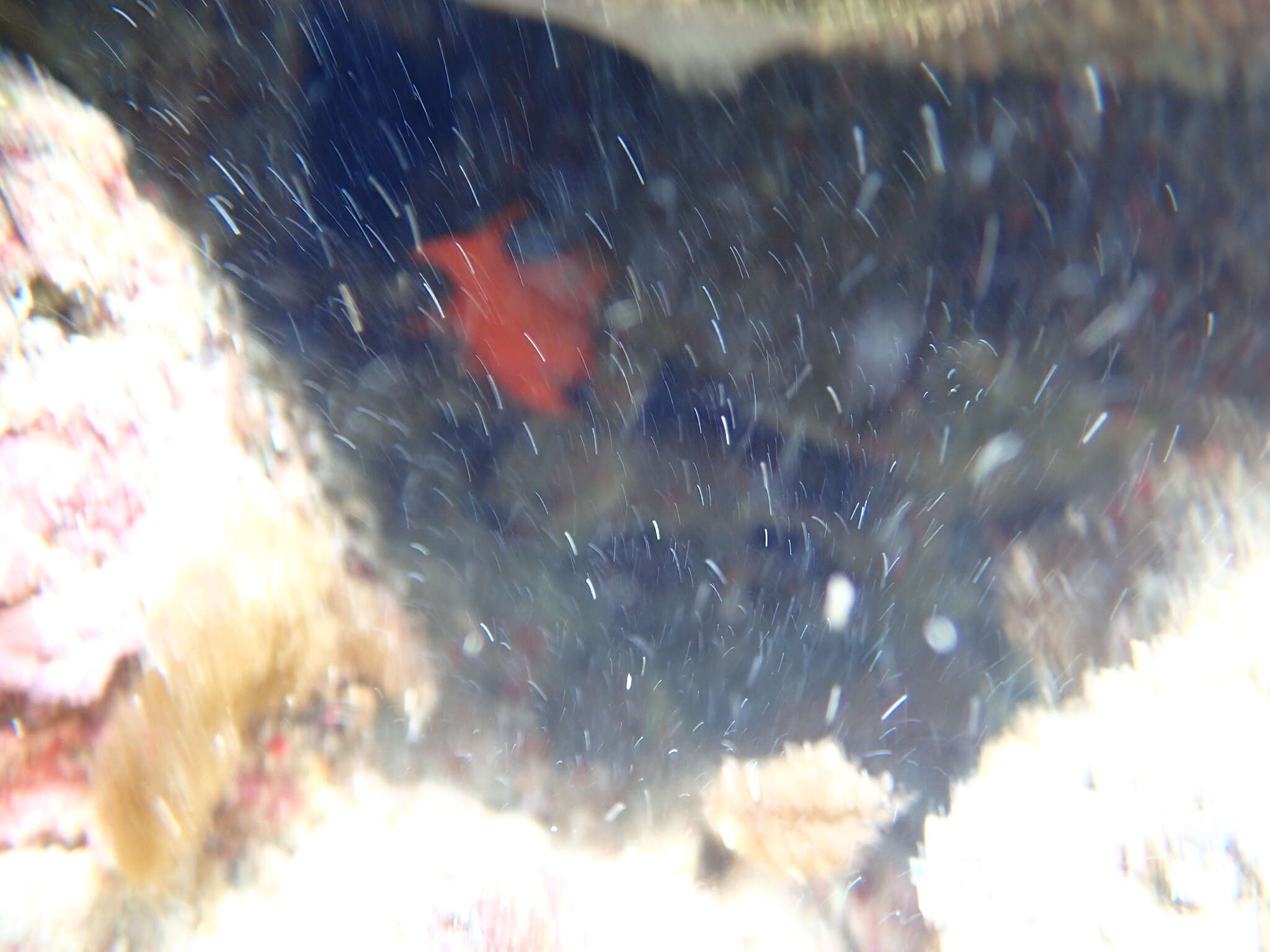 Image of Flamefish