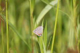 Image of Acadian Hairstreak