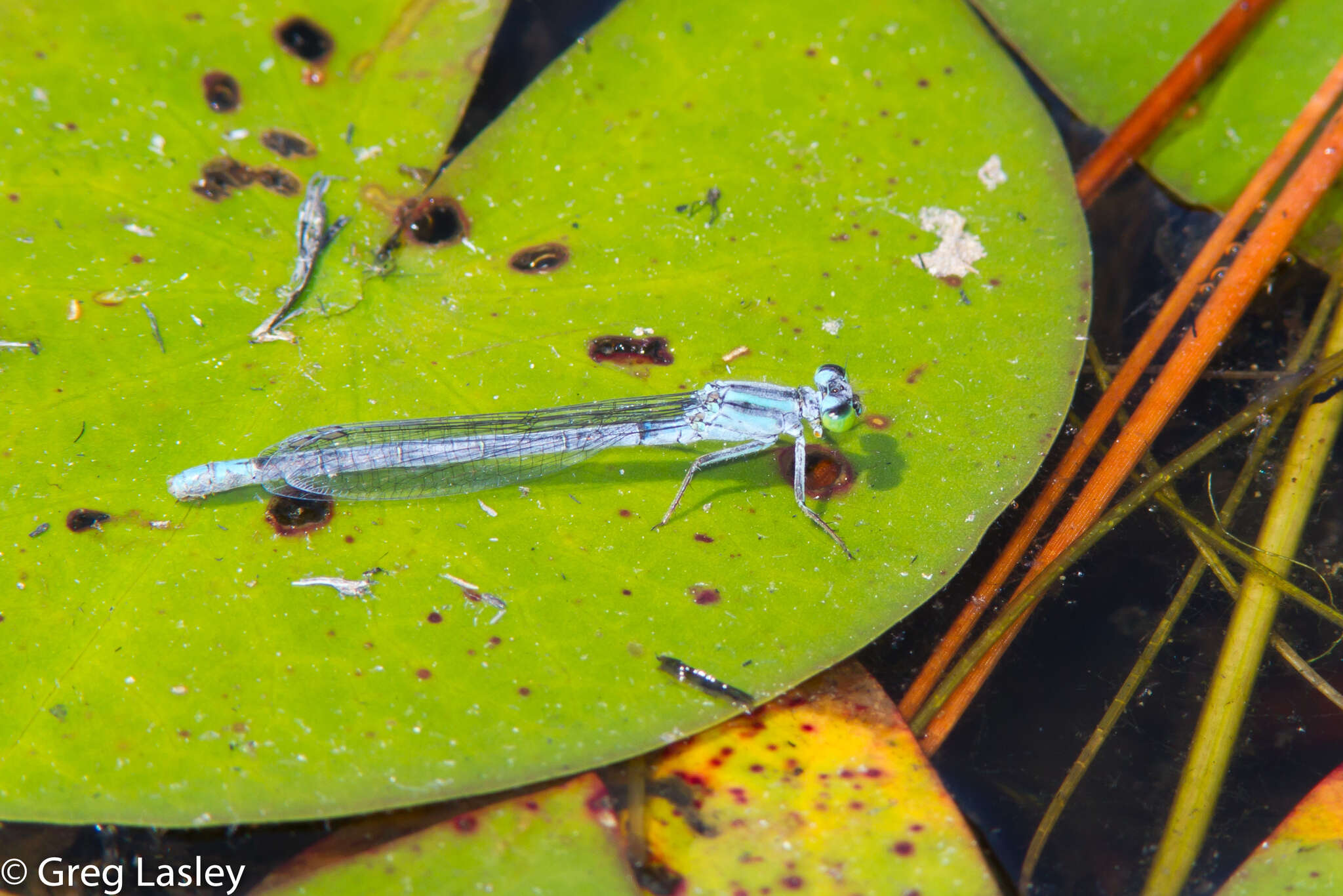 Image of Lilypad Forktail