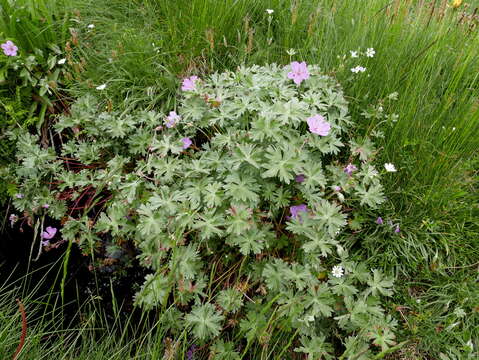 Imagem de Geranium subargenteum Lange ex Willk. & Lange