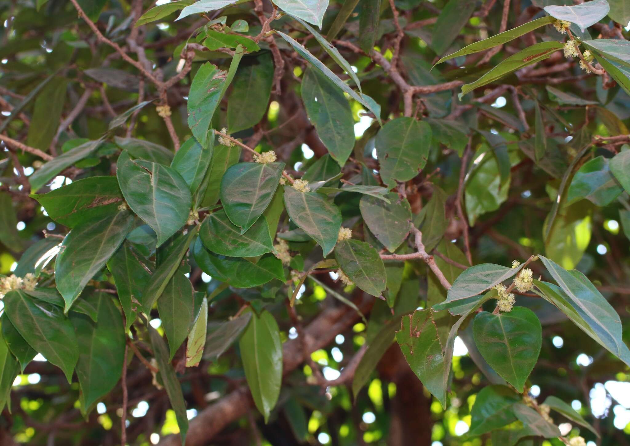 Image of Flacourtia montana J. Grah.