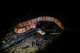 صورة Asthenodipsas borneensis