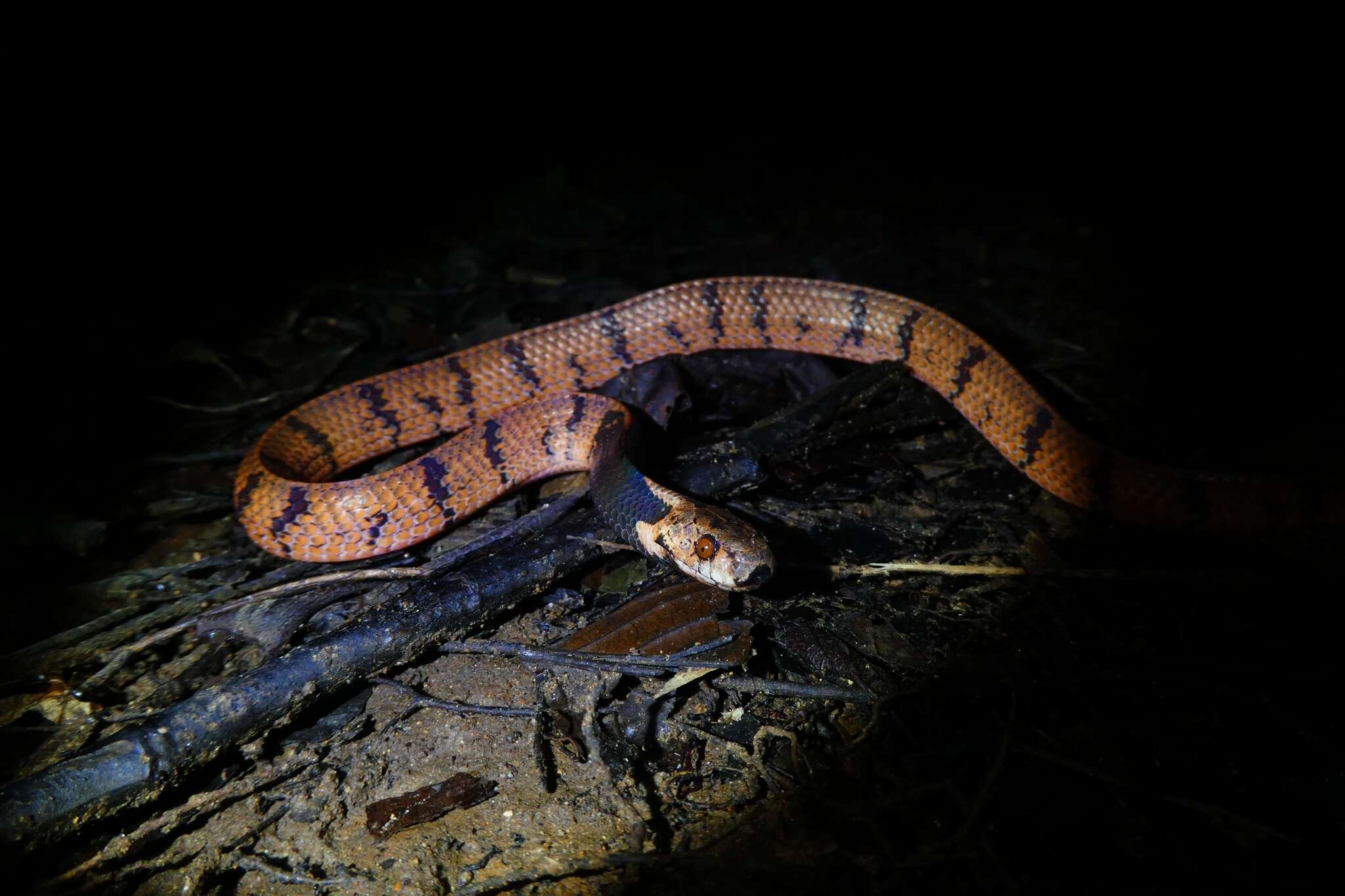 Image of Asthenodipsas borneensis