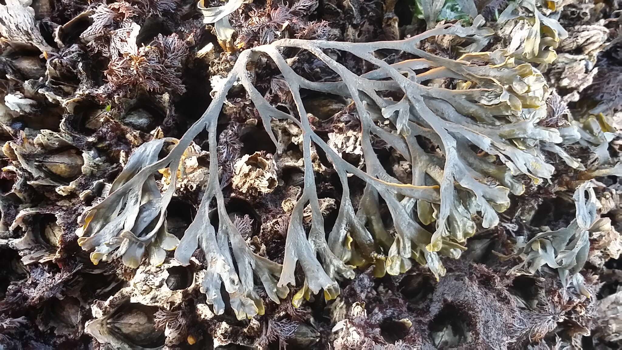 Image de Fucus distichus