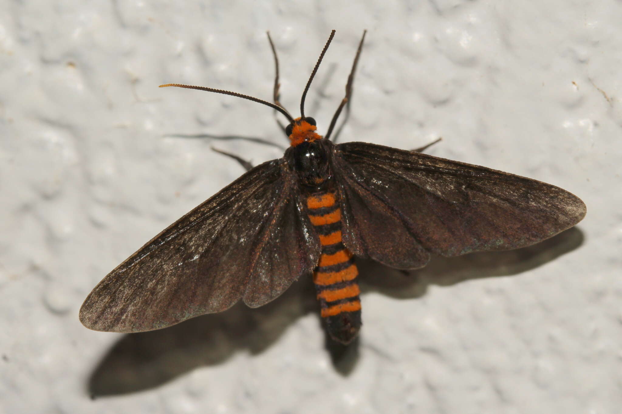 Image of Amata bicolor Walker