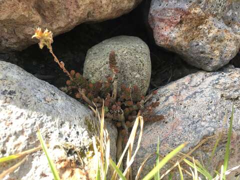 Image of Sedum ignescens Pino & Montesinos