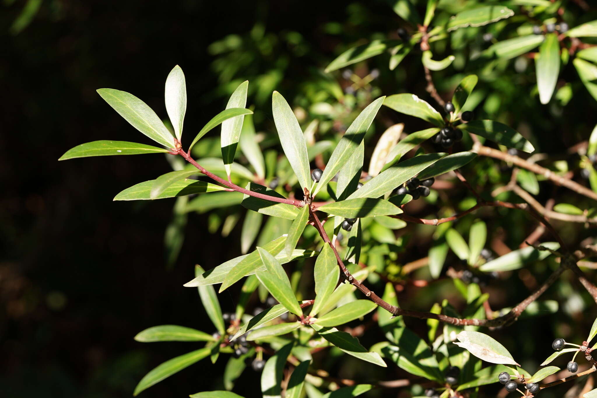 Image of Drimys aromatica (R. Br.) F. Müll.