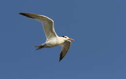 Image of West African Crested Tern