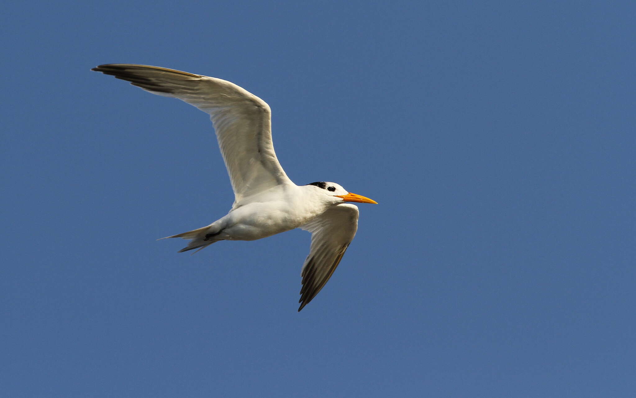 Image of West African Crested Tern