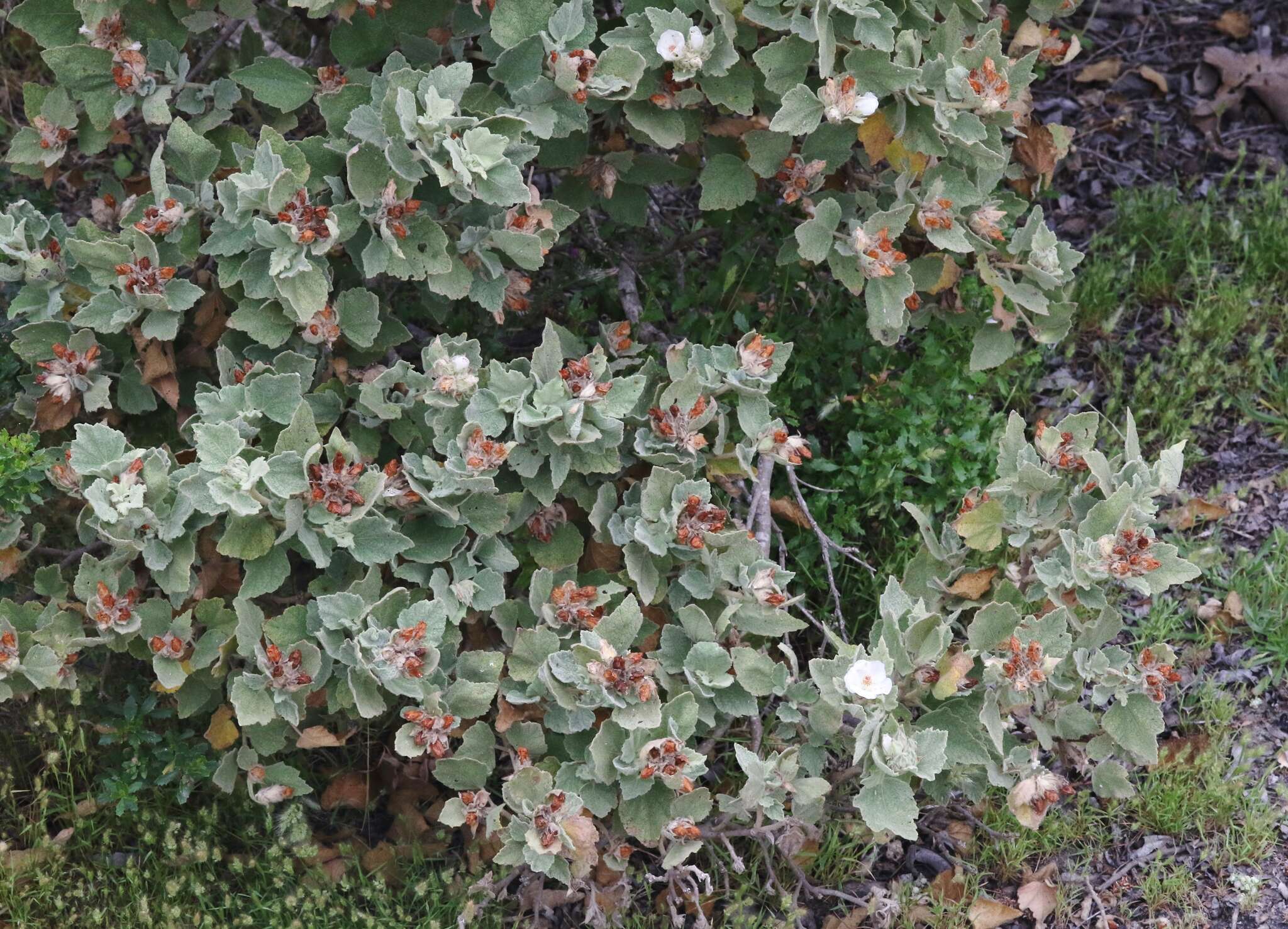 Imagem de Malacothamnus palmeri (S. Wats.) Greene