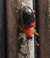 Image of Redshouldered ham beetle