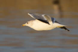 Larus californicus Lawrence 1854 resmi