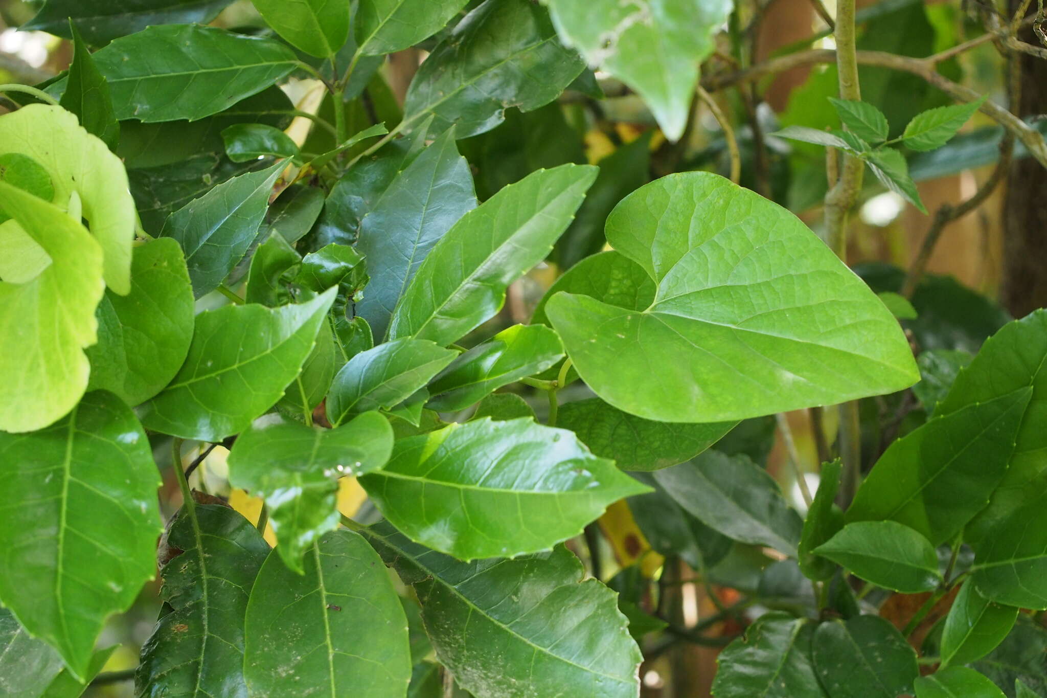 Image de Aristolochia kaempferi Willd.