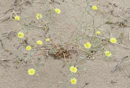 Image of sowthistle desertdandelion