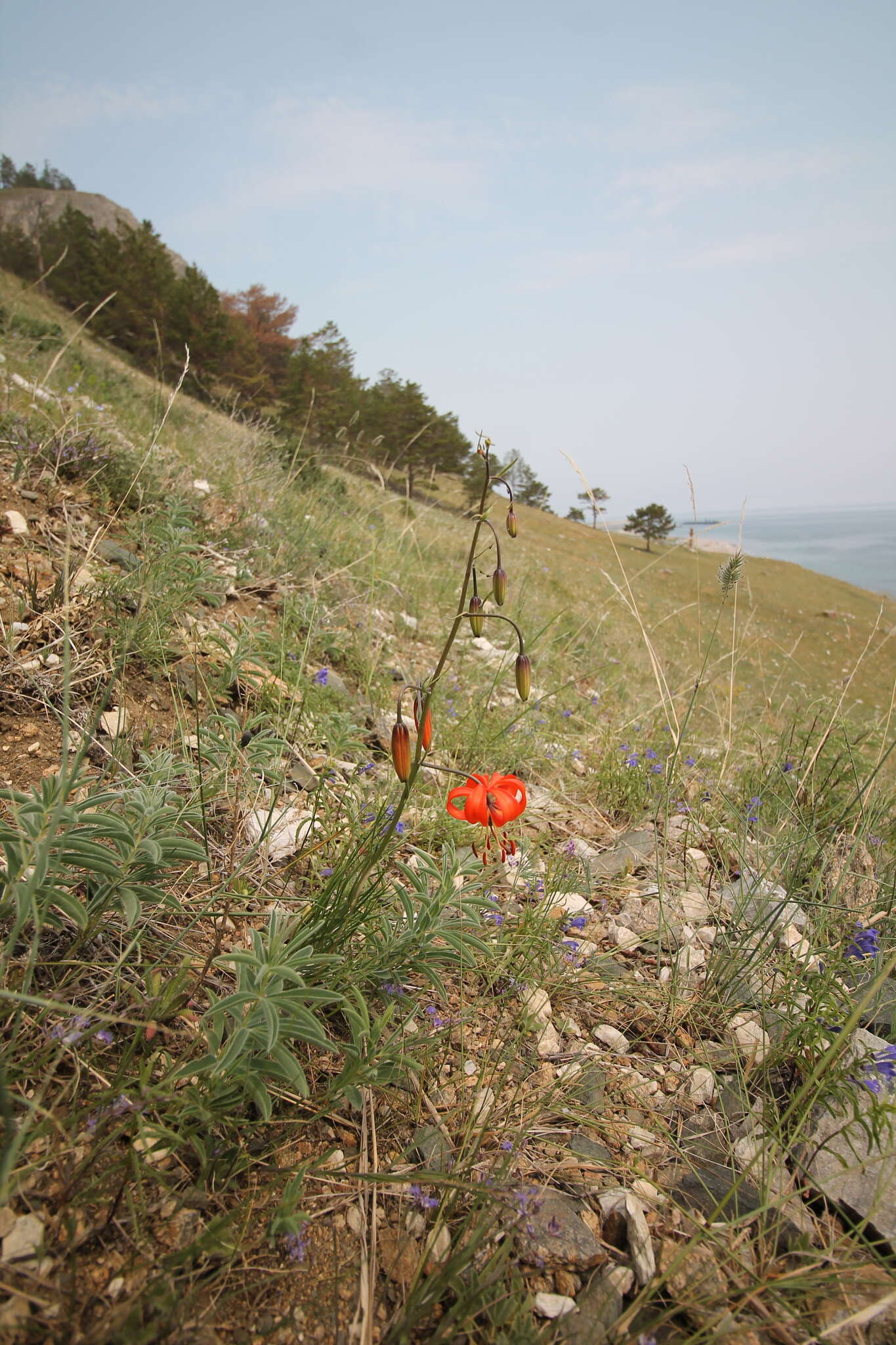 Image of Lilium pumilum Redouté