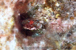 Image of Secretary Blenny