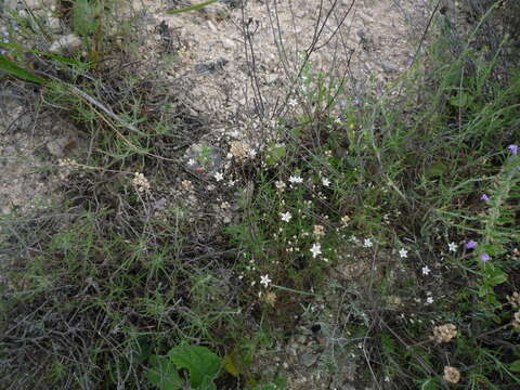 Image of Minuartia setacea (Thuill.) Hayek