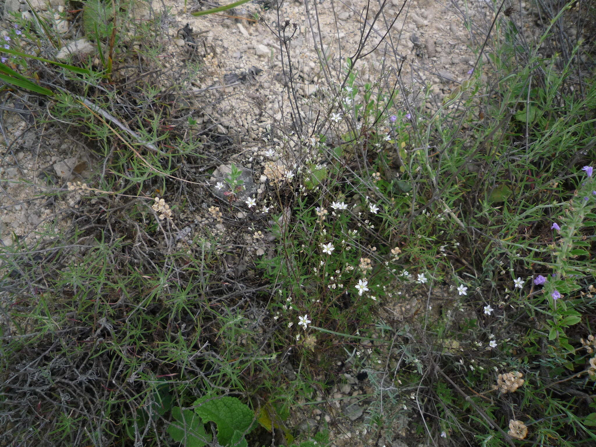 Sivun Minuartia setacea (Thuill.) Hayek kuva