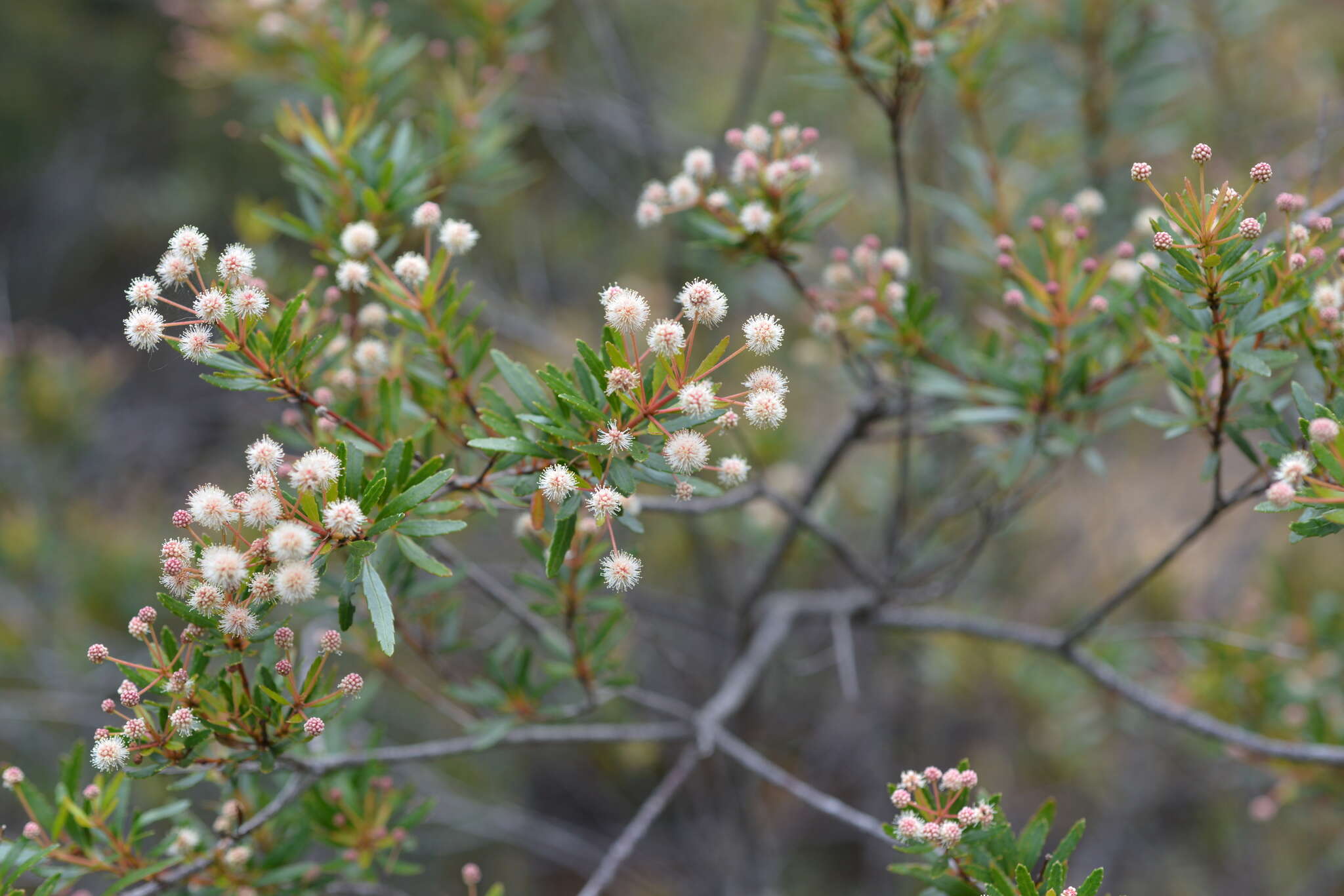 Image of Pancheria elegans Brongn. & Gris.