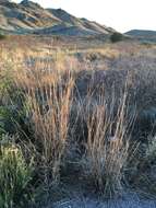 Image of cane bluestem