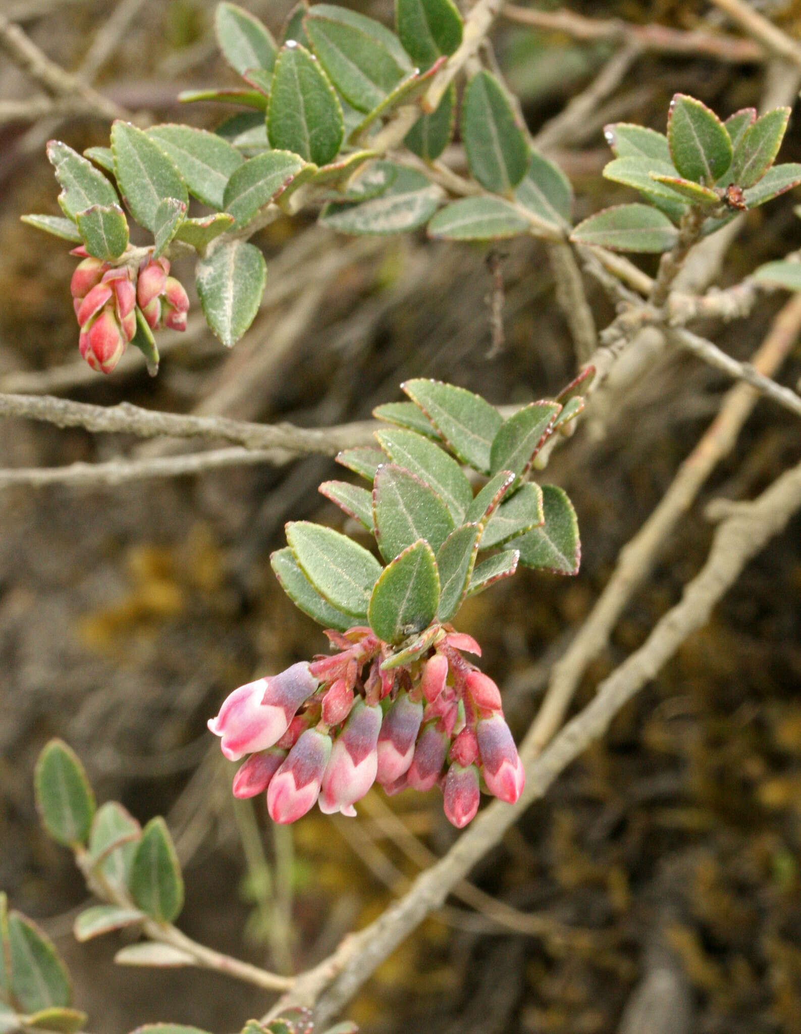 Image of Andean blueberry