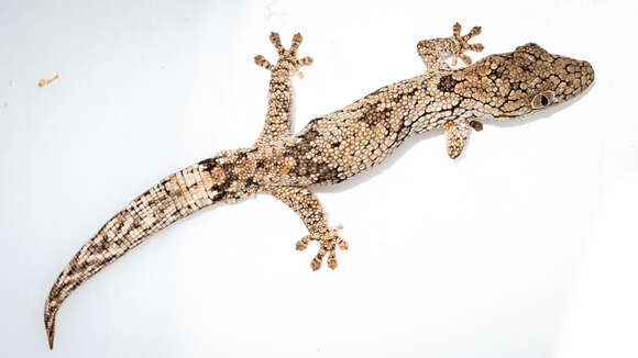 Image of Bauer's Chameleon Gecko