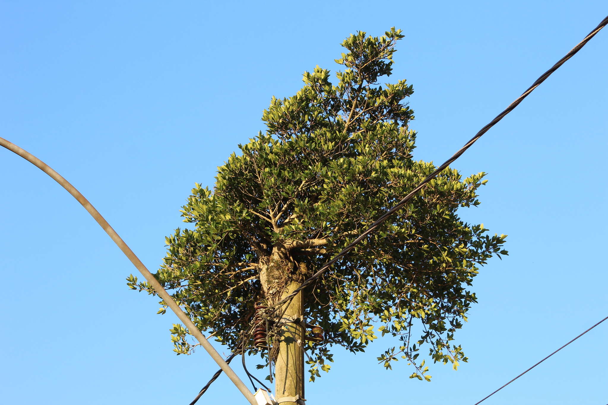 Image of Ficus luschnathiana (Miq.) Miq.