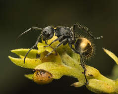 Plancia ëd Polyrhachis schoopae Forel 1902