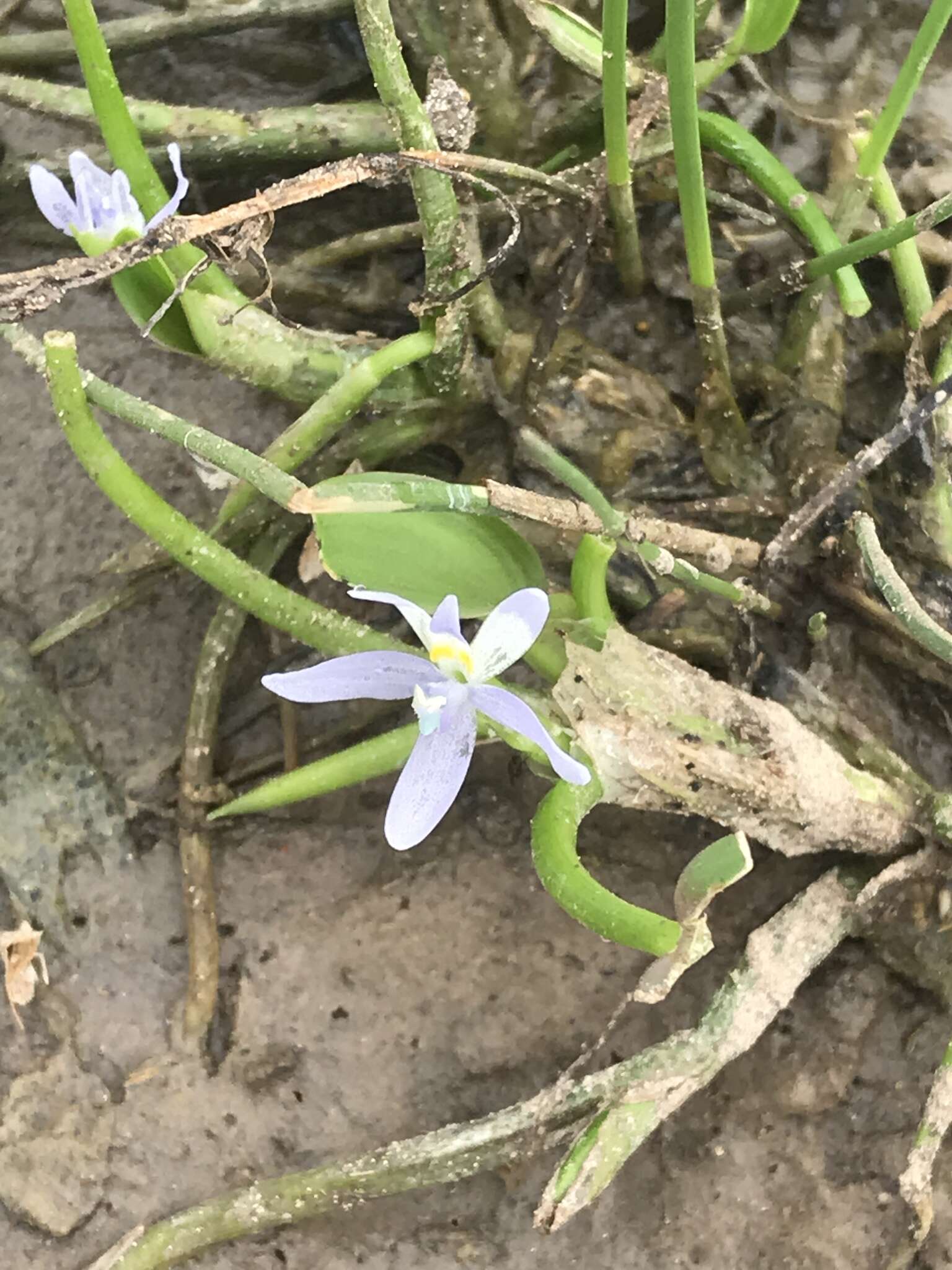 Image of blue mudplantain