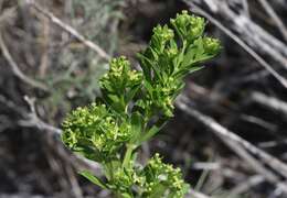 Image of box bedstraw