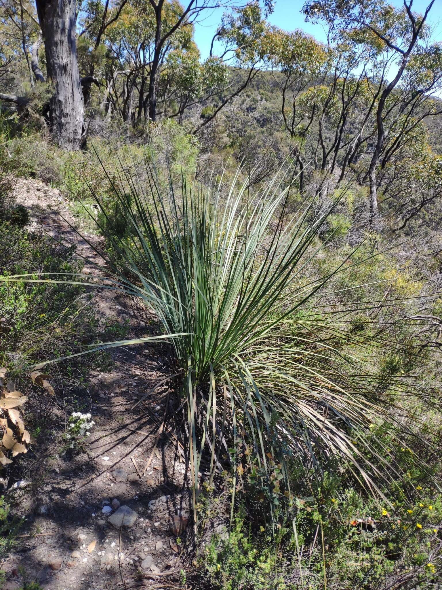 Image of Xanthorrhoea semiplana subsp. semiplana