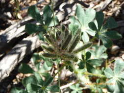 Plancia ëd Lupinus hirsutissimus Benth.