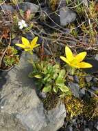 Saxifraga hirculus L. resmi