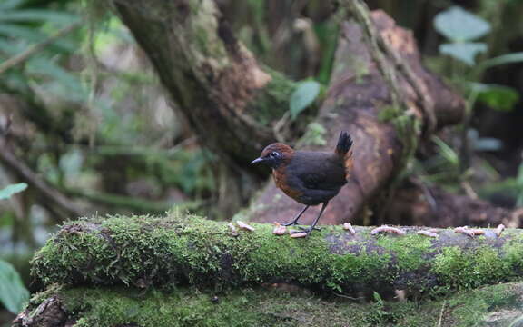 Image of Rufous-breasted Antthrush