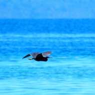 Image of Eastern Reef Egret