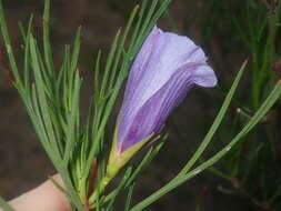 Image of Hibiscus hakeifolius Giordano