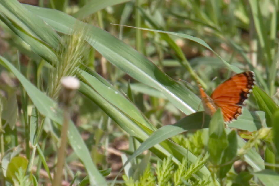 Image de Melitaea sibina Alphéraky 1882