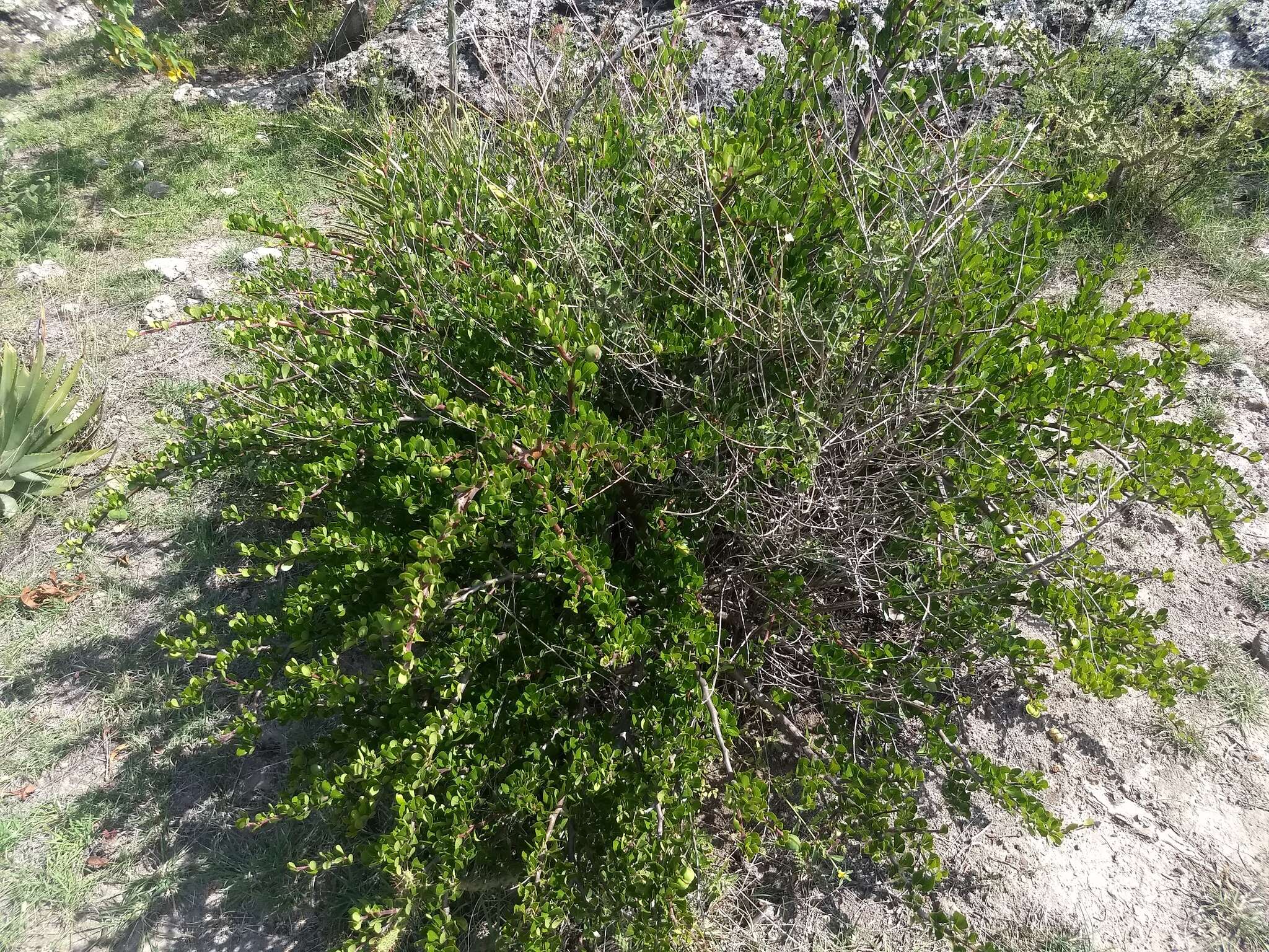 Image of Jatropha oaxacana J. Jiménez Ram. & R. Torres