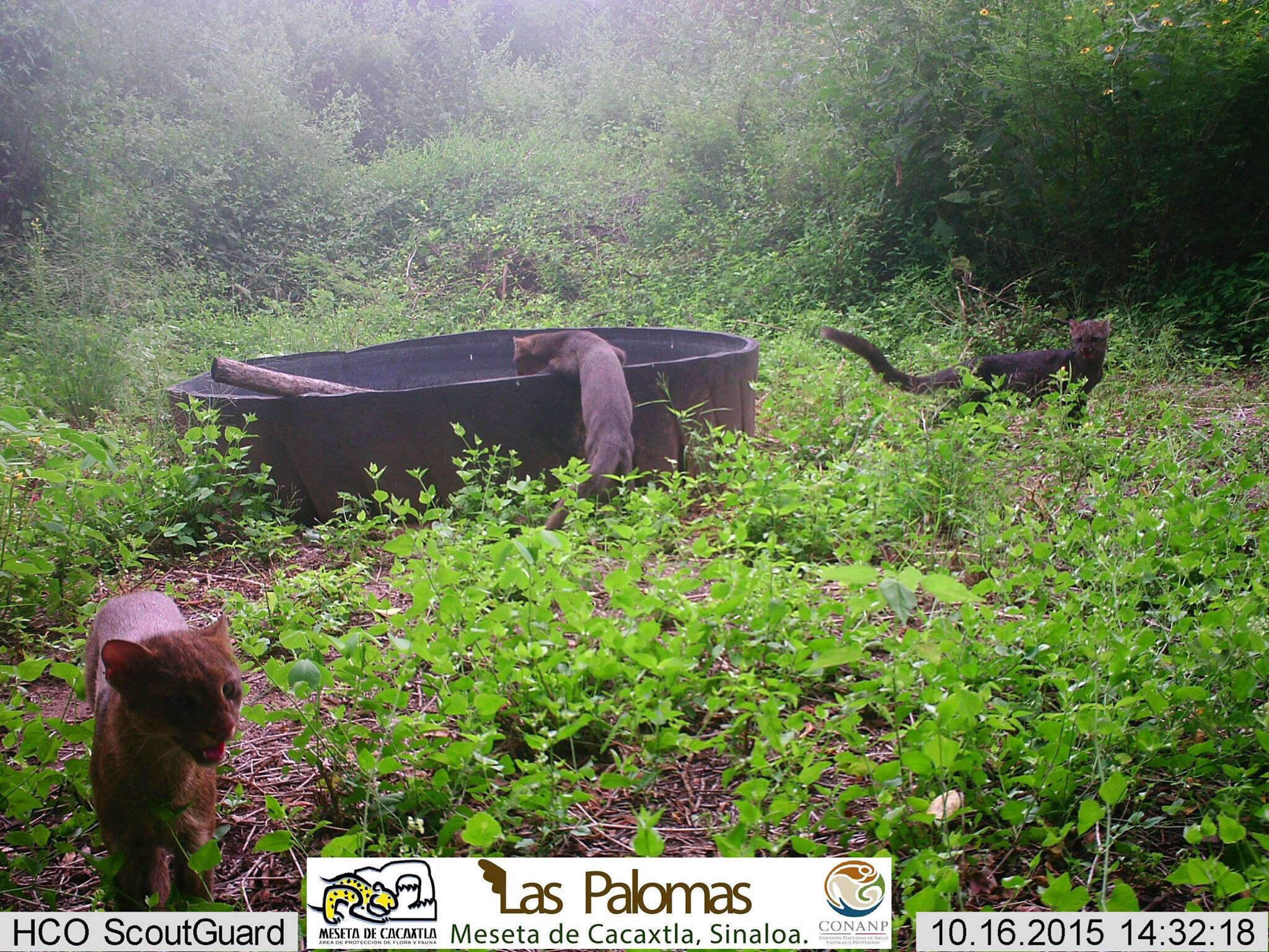 Image of Jaguarundi