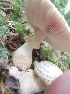 Image of Amanita pareparina G. S. Ridl. 1991