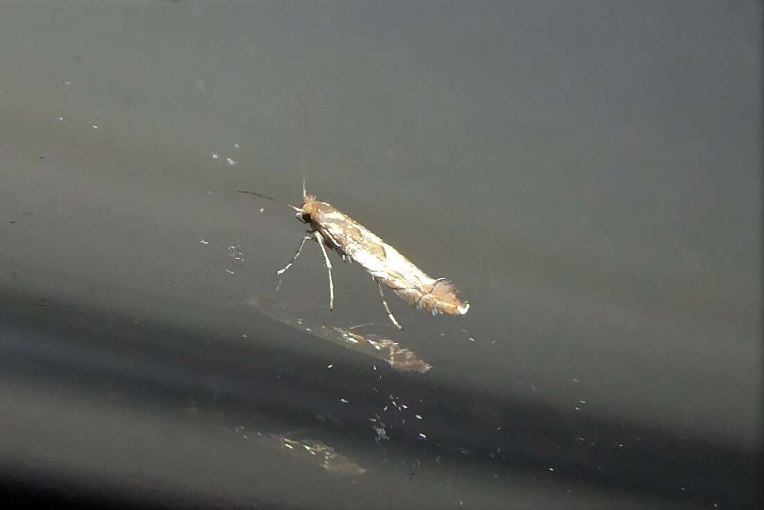 Phyllonorycter messaniella (Zeller 1846)的圖片