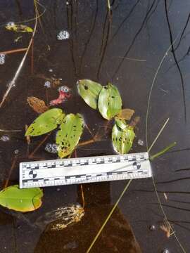 Image of Spotted Pondweed