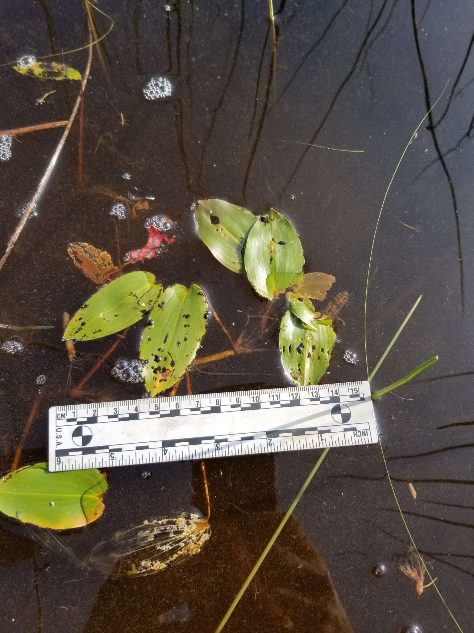 Image of Spotted Pondweed