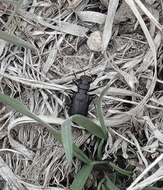 Image of Black-bellied tiger beetle