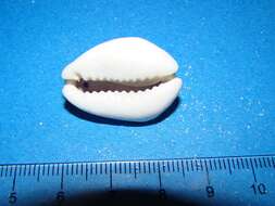 Image of cowry