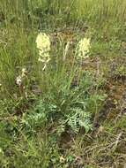 Слика од Oxytropis campestris (L.) DC.