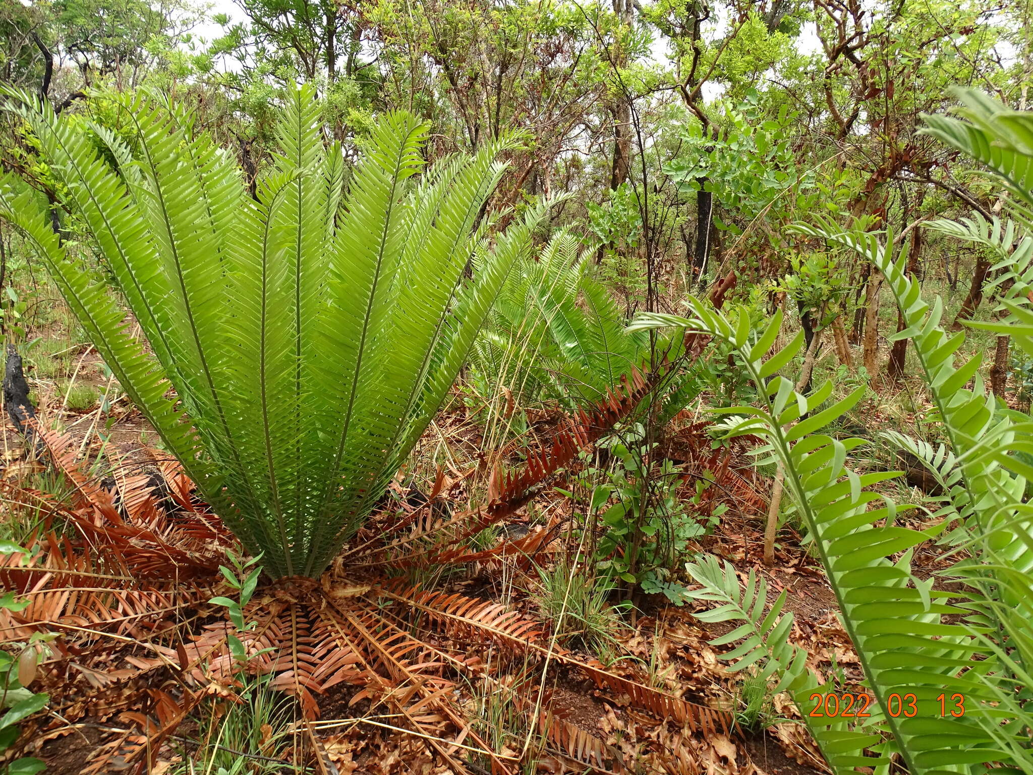 Image of Nile Cycad