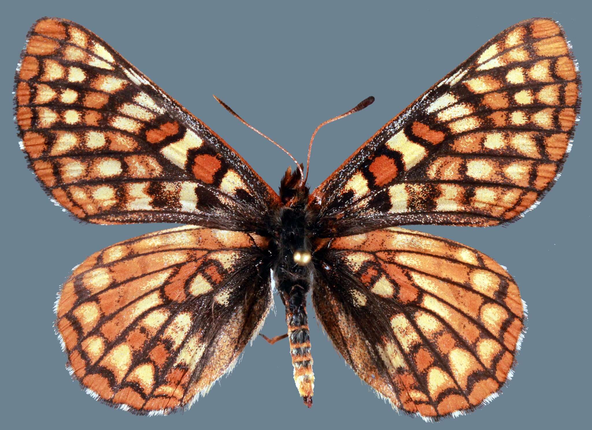 Euphydryas anicia alena W. Barnes & Benjamin 1926的圖片