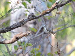 Image of Bar-breasted Honeyeater