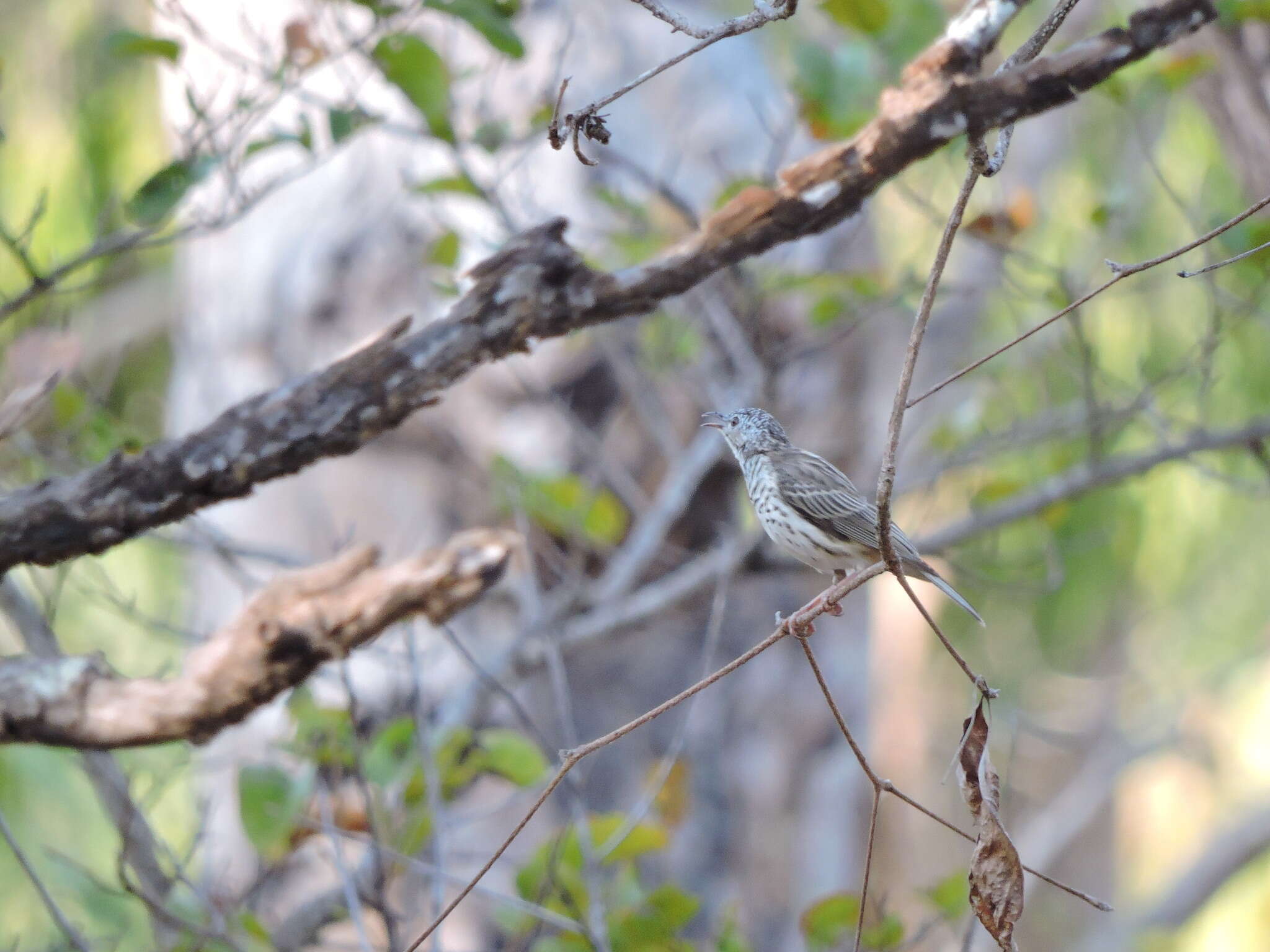 Image of Bar-breasted Honeyeater